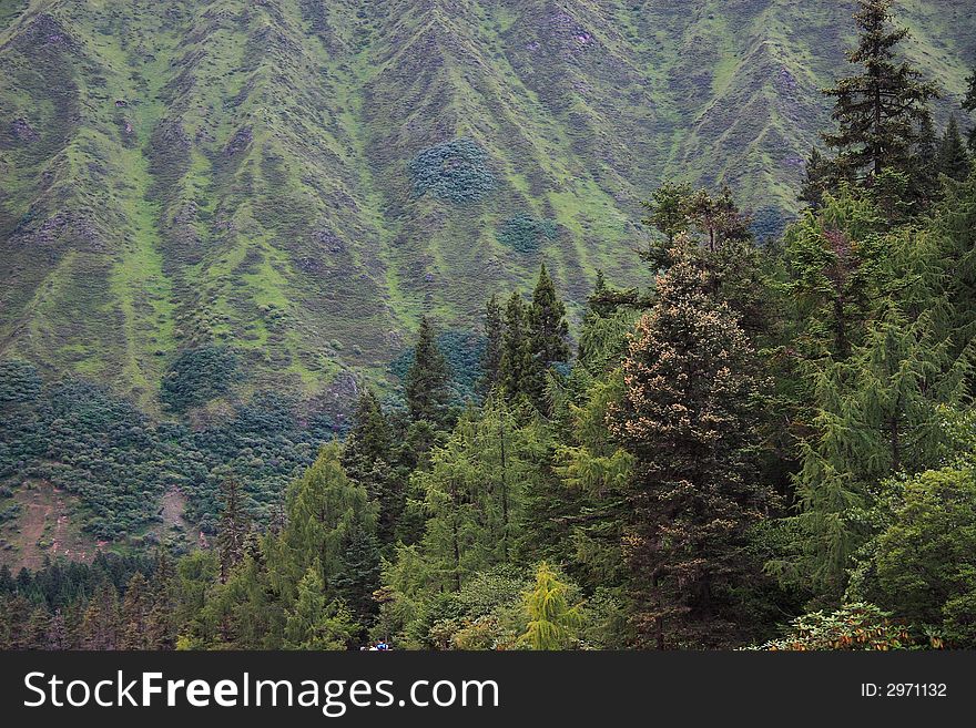 Forested mountainside in the Huanglong Scenic Area, China.