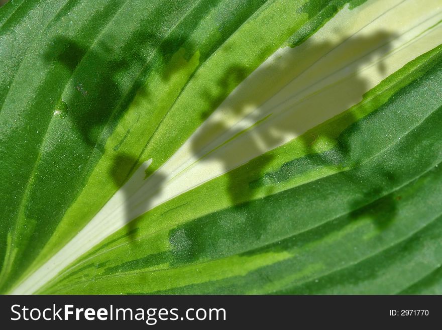 Hosta leaf with world map. Hosta leaf with world map