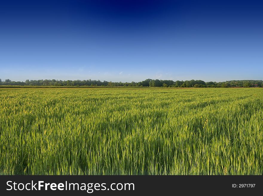 Meadow with clear blue sky