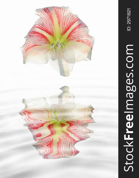 Amaryllis flower on white with reflection