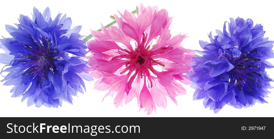 Pink and blue flowers on light box