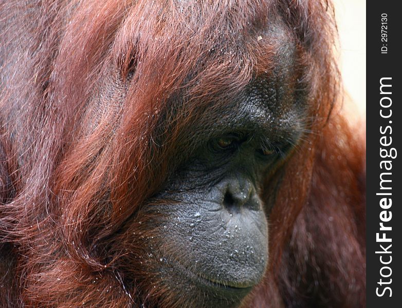 Portrait of the orangutan from borneo. Portrait of the orangutan from borneo