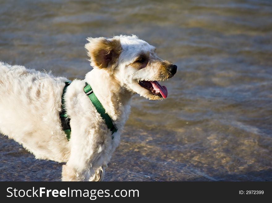 Small light colored dog in the water. Small light colored dog in the water