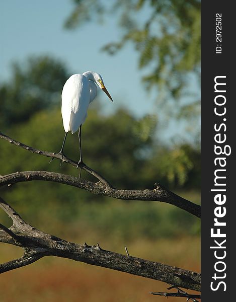 A white heron is perched on a limb on a warm fall day.