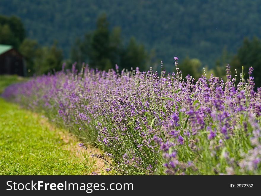 Lavender field