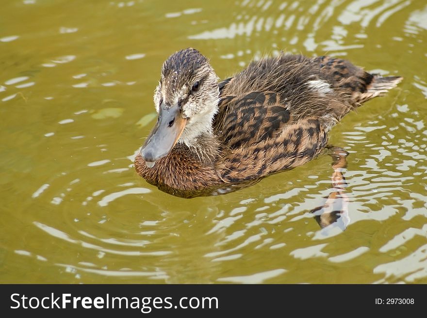 Small duck floating in park near my house