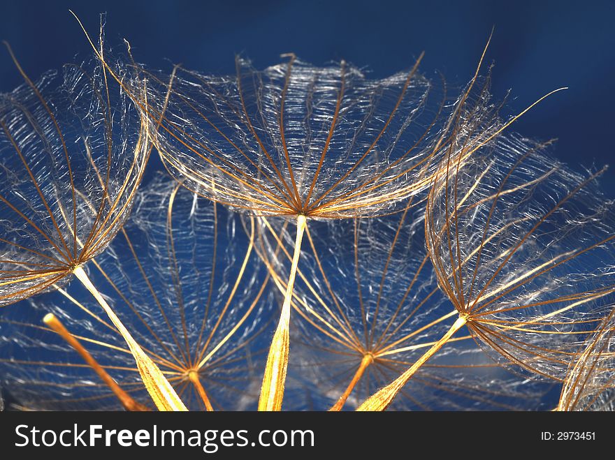 Dandelion seeds against blue background