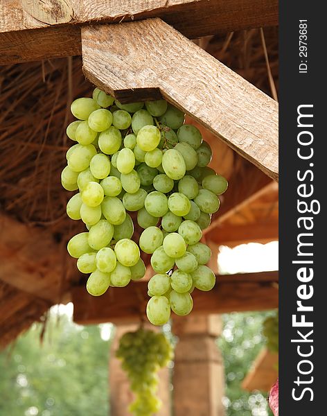 Bunch of a green grapes on fair