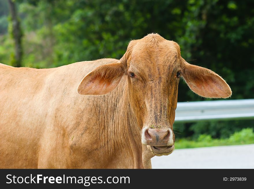 Eyecontact with a wierd cow.