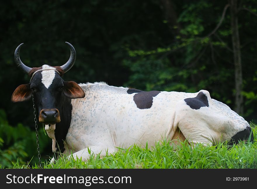 A chained cow relaxing on the ground.