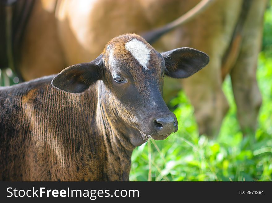 A young calf with the mother partly visible in the background.