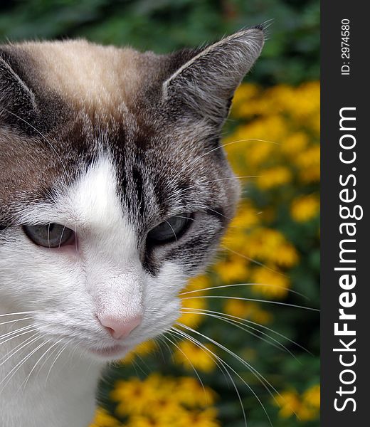 Tabby cat with blue eyes in a summer garden. Tabby cat with blue eyes in a summer garden