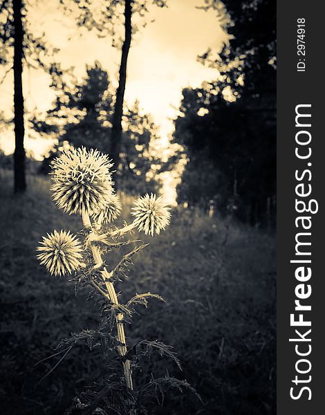 Special tone image. Amazing plant against the forest background. Special tone image. Amazing plant against the forest background