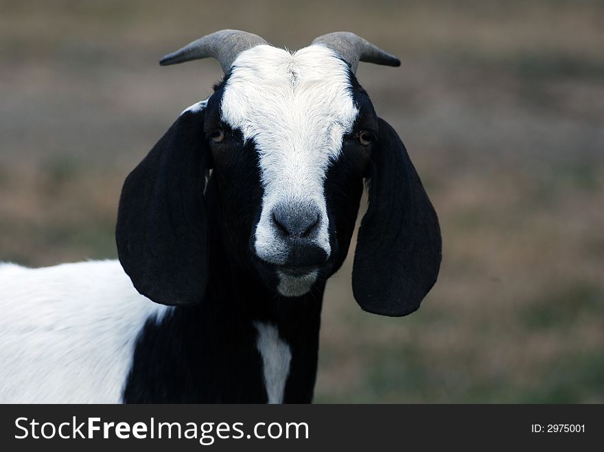 Dark brown and white Nubian goat looking at camera.