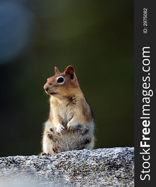 Mother squirrel sitting on granite rock with green background.