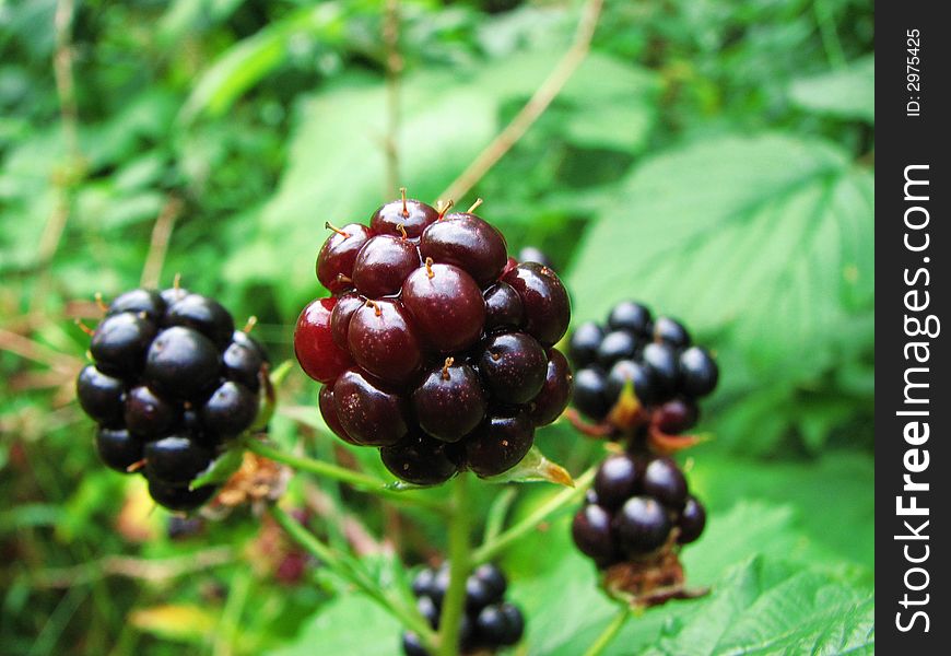 Blackerries In Close Up