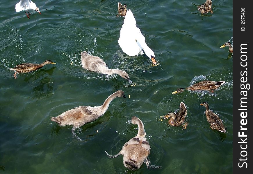 Swan and babies, seagull and ducks eating on lake