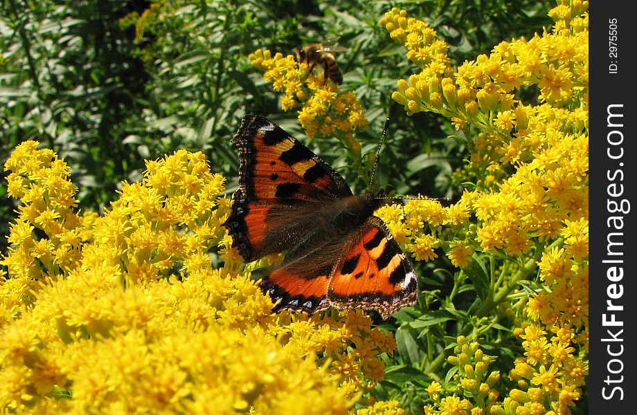 This shot speaks for itself I think its real nature beauty! A small Tortoiseshell butterfly sitting on yellow flowers in the sunlight