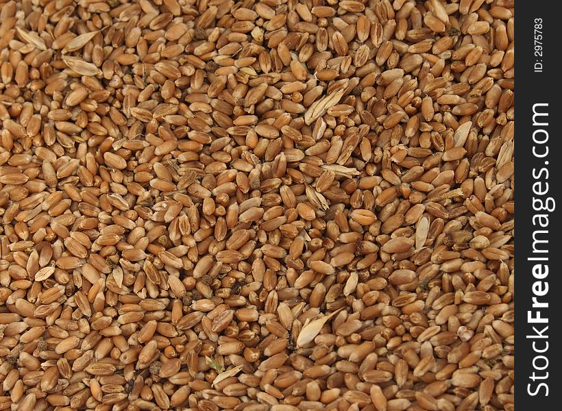 On photo grain of wheat