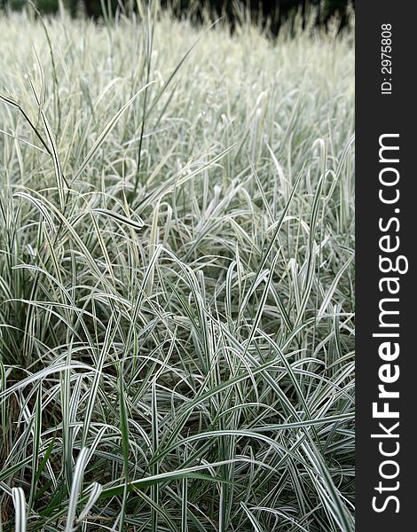 White Grass Background
