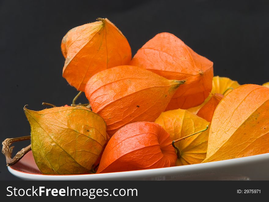 Dryly Physalis In The Autumn
