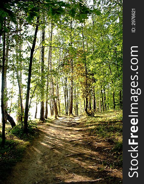 A romantic summer path through a green forest. A romantic summer path through a green forest