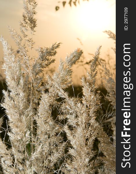 Calamagrostis arundinacea or reed grass at sunset