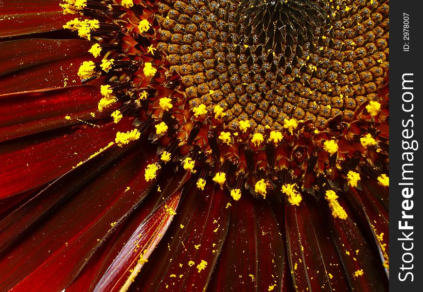 Ornamental sunflower - closeup of flower detail