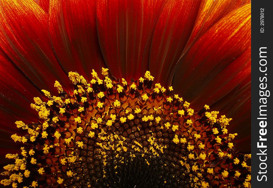 Ornamental sunflower - closeup of flower detail