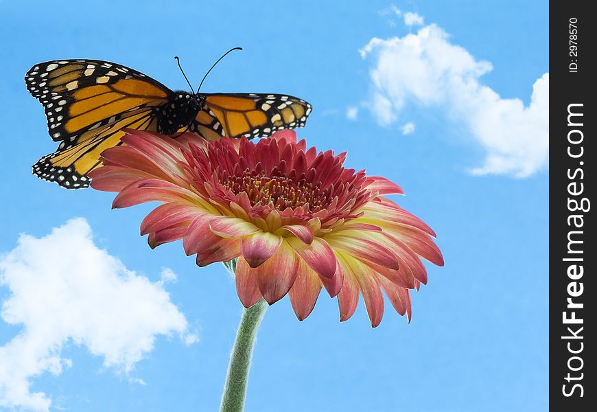 Monarch butterfly on a gerbera daisy. Monarch butterfly on a gerbera daisy