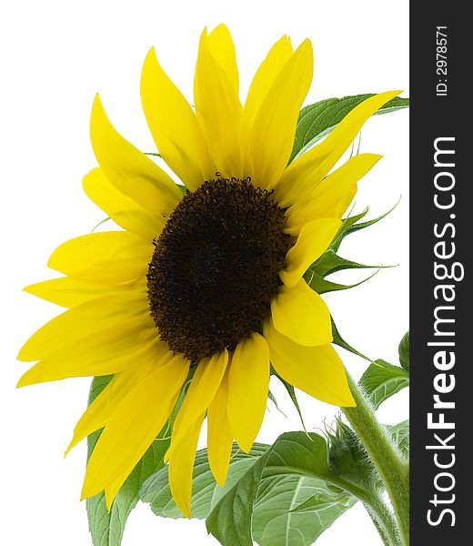 Sunflower isolated on a white background