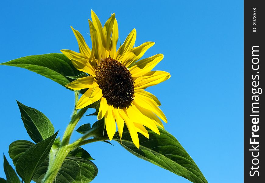 Sunflower with a sky background