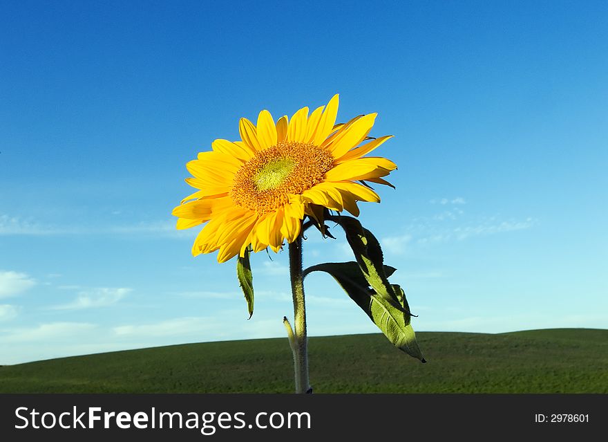Sunflower with a sky background