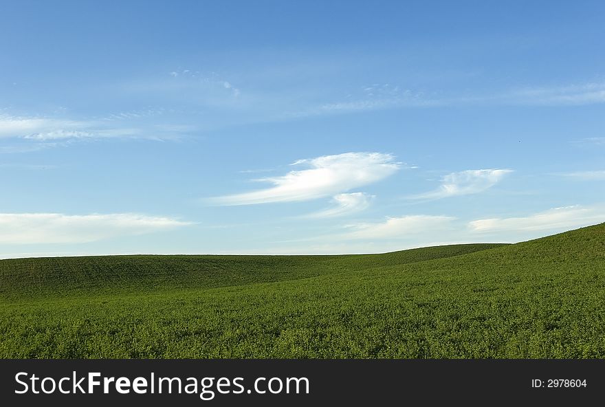 Crop field in the summer with a cloudy sky. Crop field in the summer with a cloudy sky