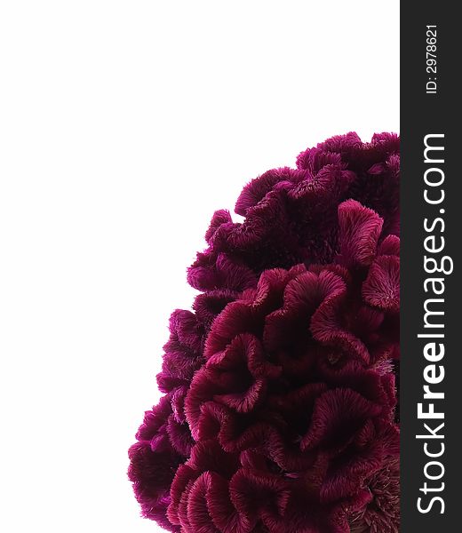 Cockscomb