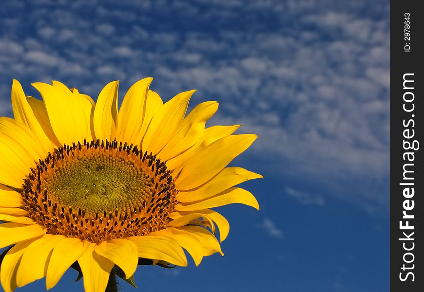 Sunflower with sky a background
