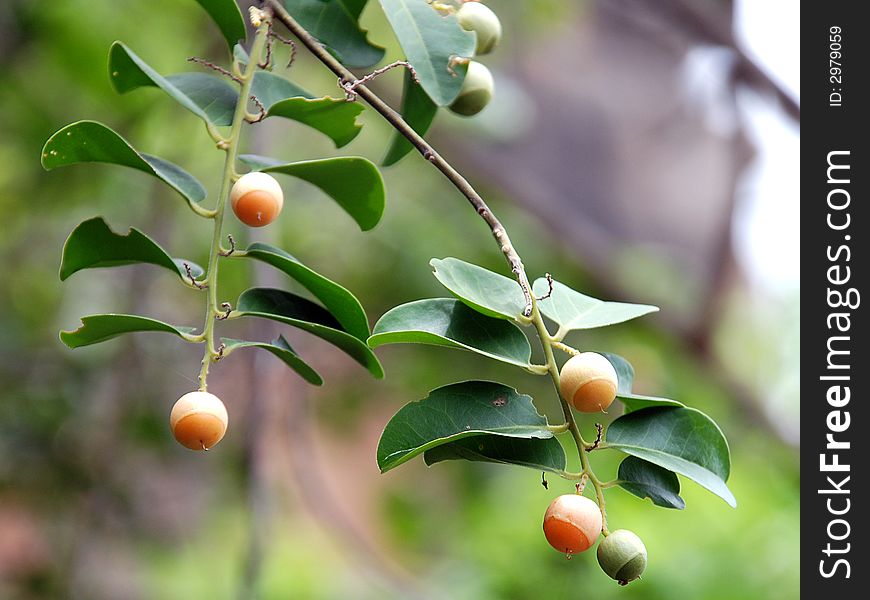 A cherry plant bearing cherries in orange, green with numerous leaves on its side.