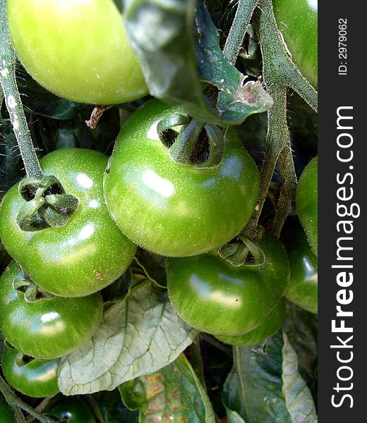 A tomato plant with some green unripe tomatoes. A tomato plant with some green unripe tomatoes.