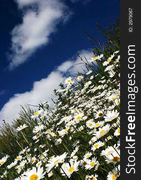 Green field with white blossoms, blue sky with white clouds. Green field with white blossoms, blue sky with white clouds