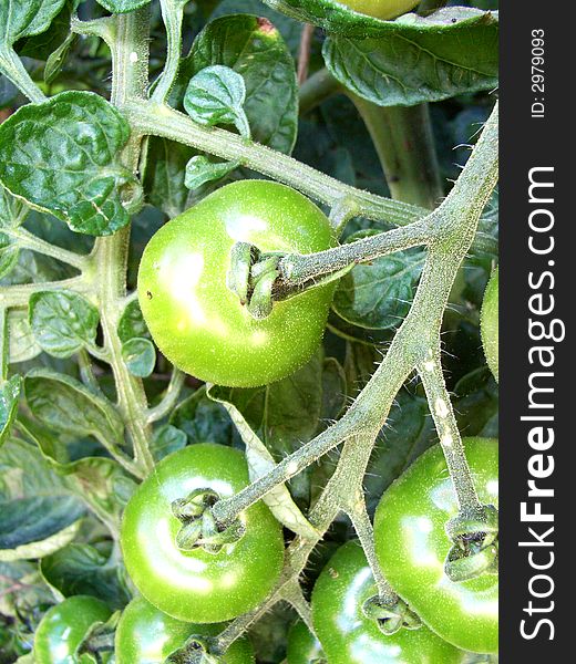 A tomato plant with some green unripe tomatoes. A tomato plant with some green unripe tomatoes.