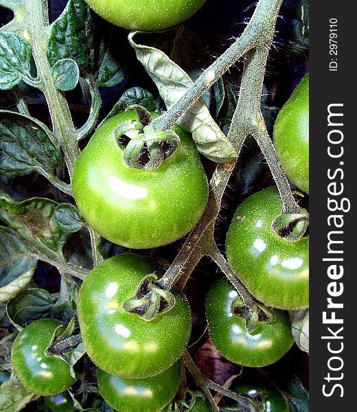 Green Tomatoes 5