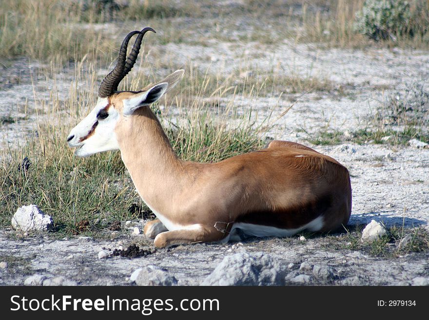 Impala, resting in Etosha National Park, Namibia, Africa. Impala, resting in Etosha National Park, Namibia, Africa.