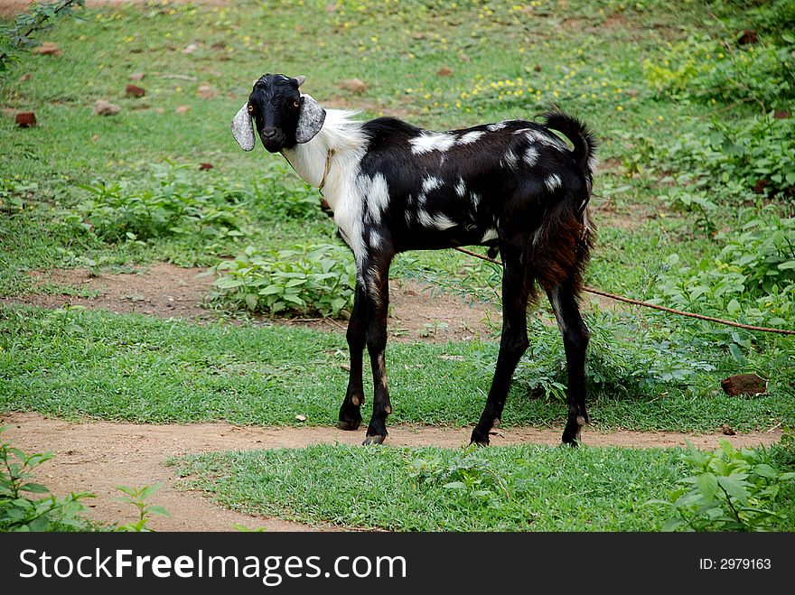 A domestic goat tied on its neck on a tree by its master not to let it to escape. A domestic goat tied on its neck on a tree by its master not to let it to escape