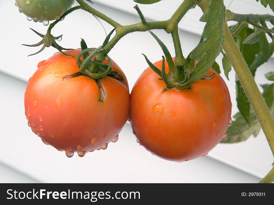 Ripening Tomatoes