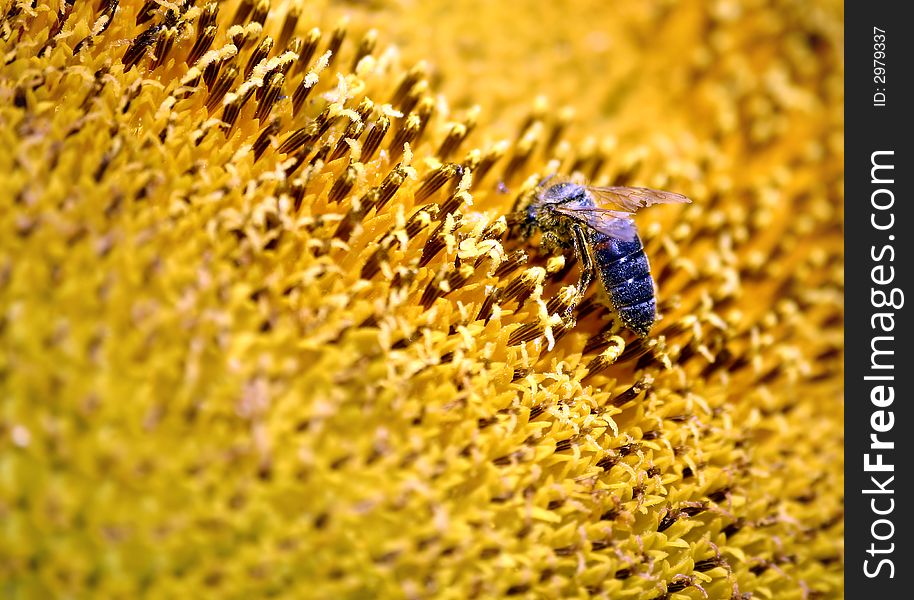 Bee on a sunflower,close up.