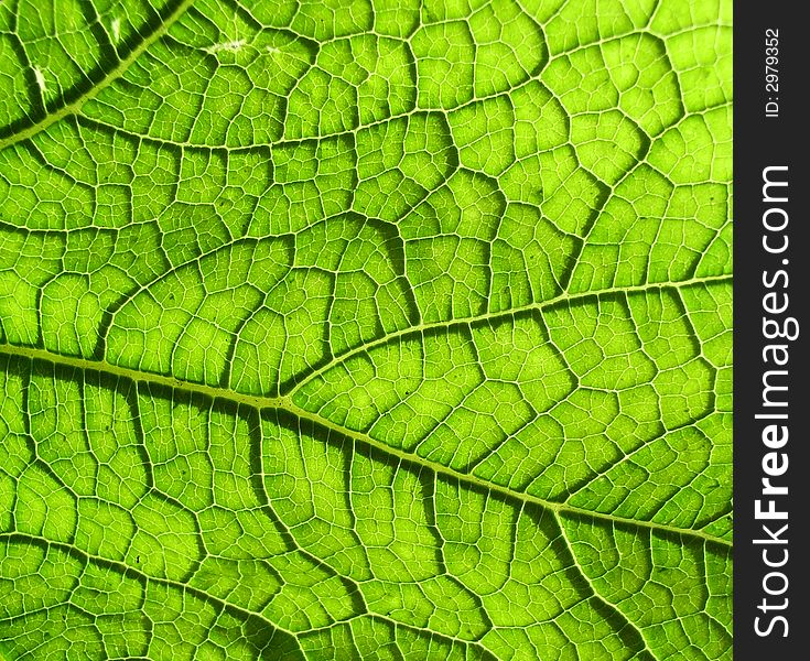 A close up photographic image the underside of a green leaf.