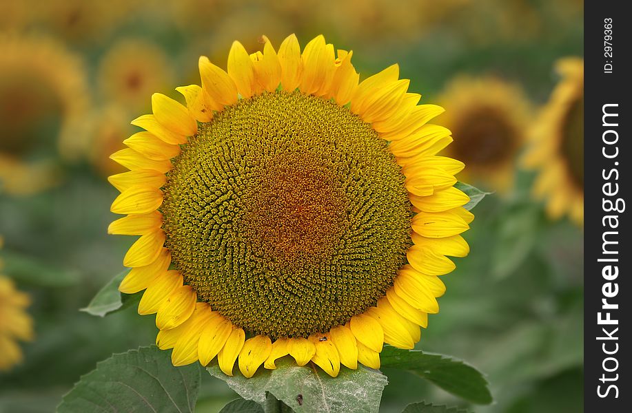 Big beautiful sunflower in a field.