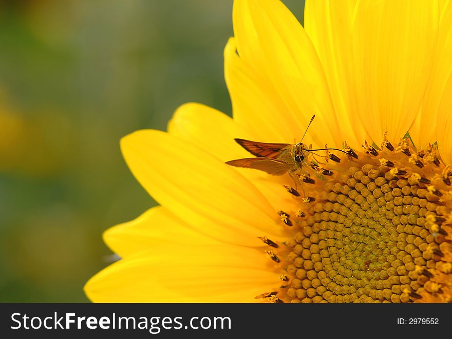 A small butterfly samples the nectar from this sunflower. A small butterfly samples the nectar from this sunflower.