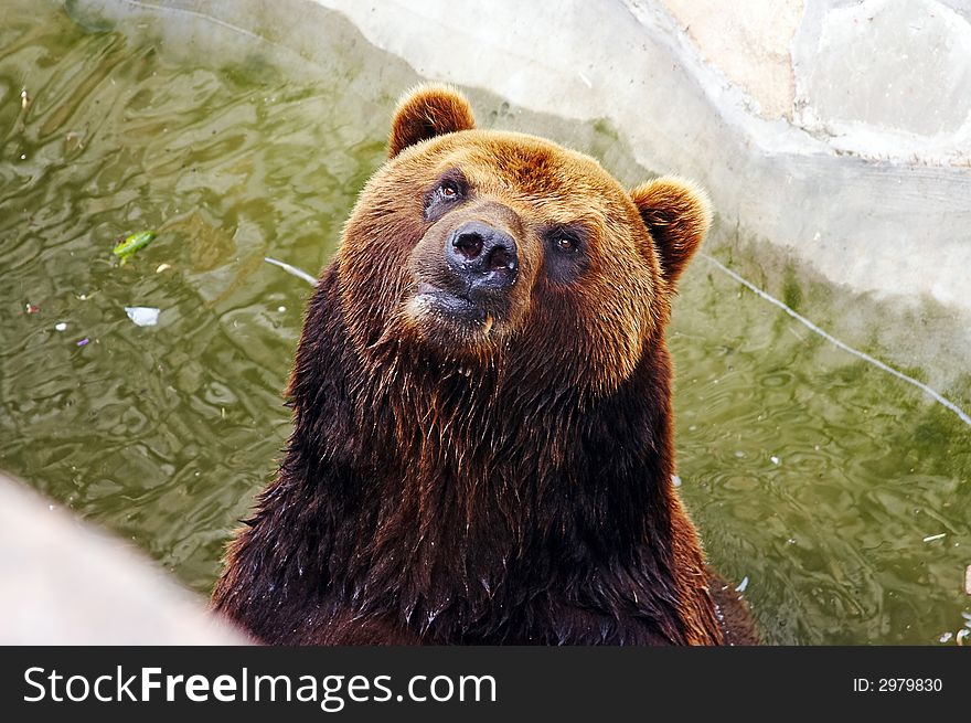 Brown bear in the zoo looking at camera