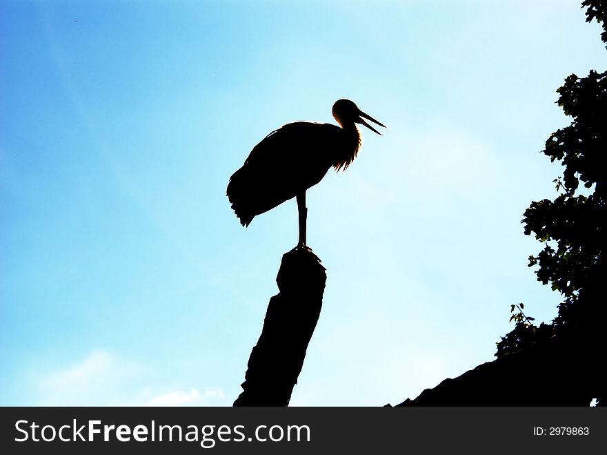 Stork wings bird freedom view  - black